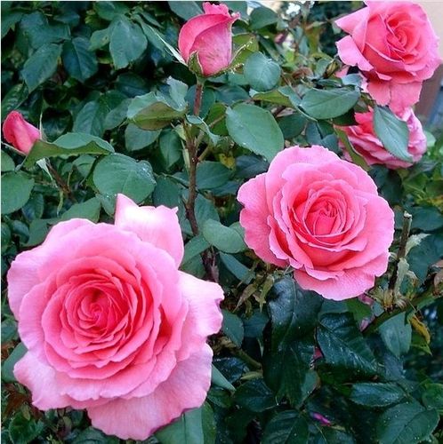 Rosa Pariser Charme - rosa - Stammrosen - Rosenbaum .0